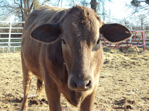 To eat meat or not to eat meat–that is the question