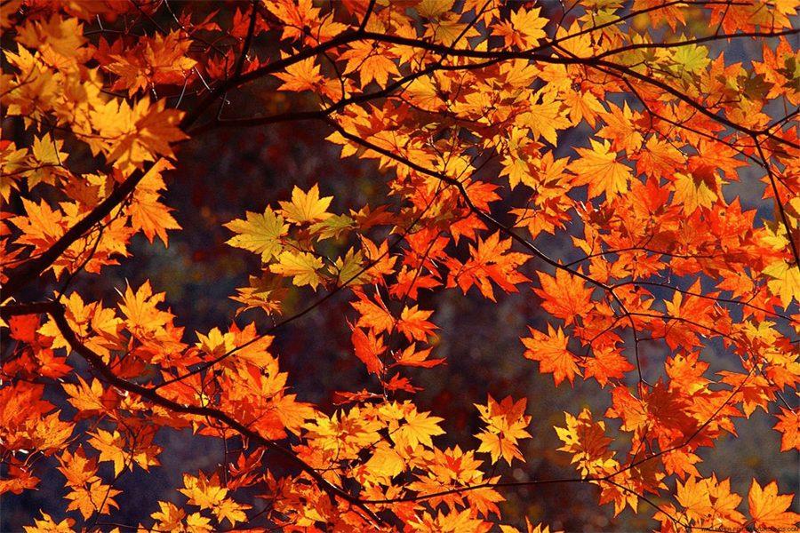 The+leaves+begin+to+change+colors+as+fall+begins.