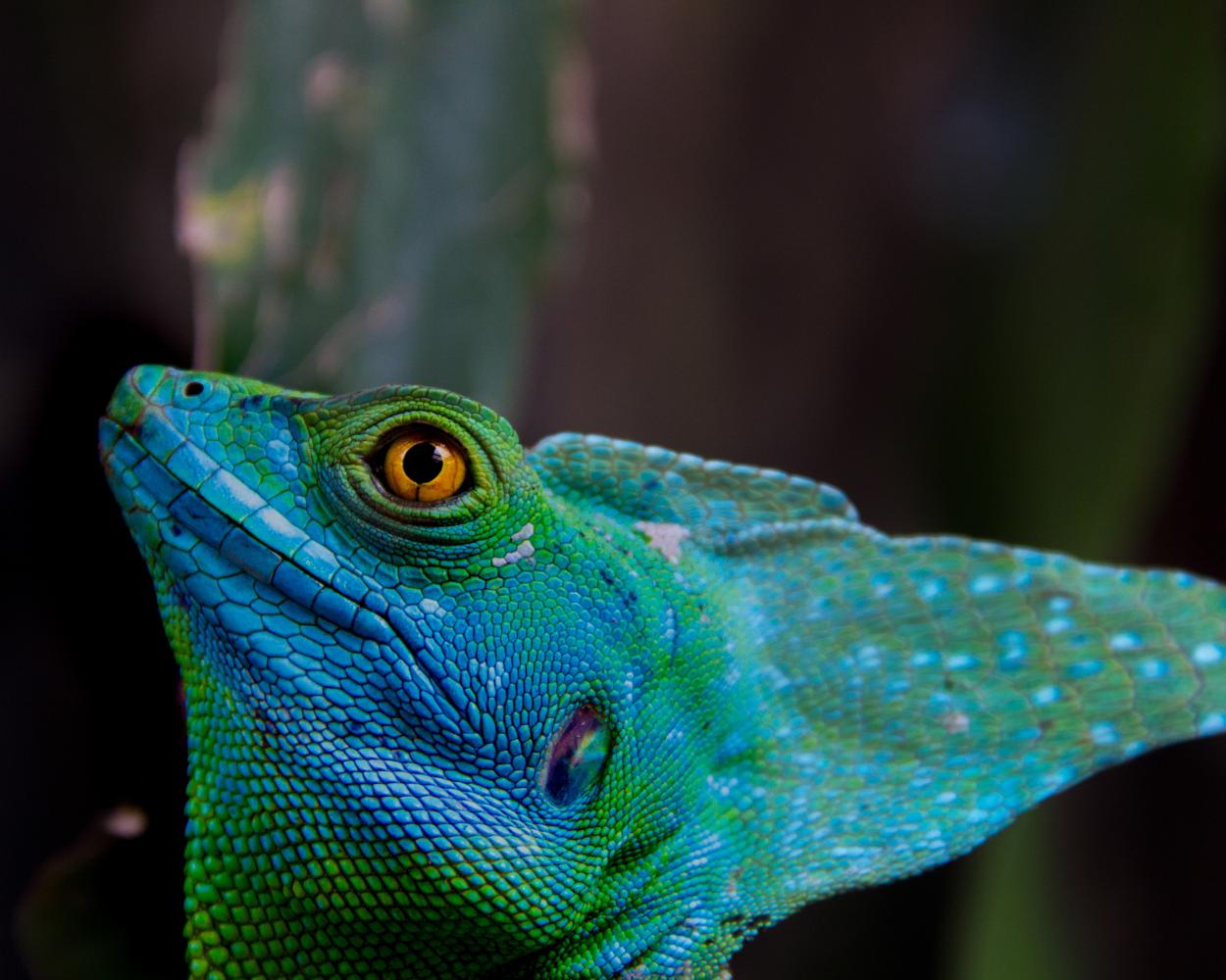 The Costa Rican Basilisk turns his head towards the light. These animals are known for their ability to run across water.