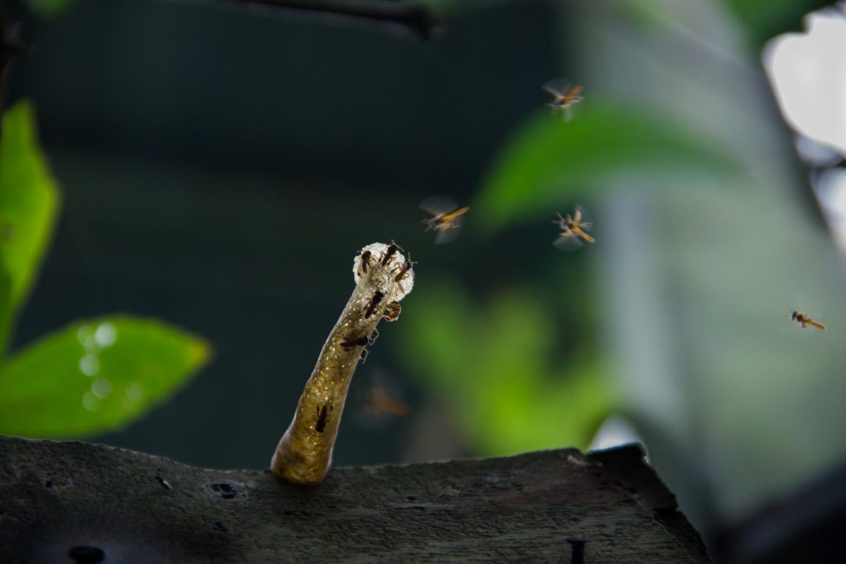 The Tetragonisca angustula, a native Costa Rican bee species, construct their nest. These bees have no stingers and are know for rapidly flapping their wings as a defense mechanism. 