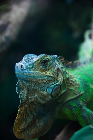 Senior attends Photography Class in Costa Rica