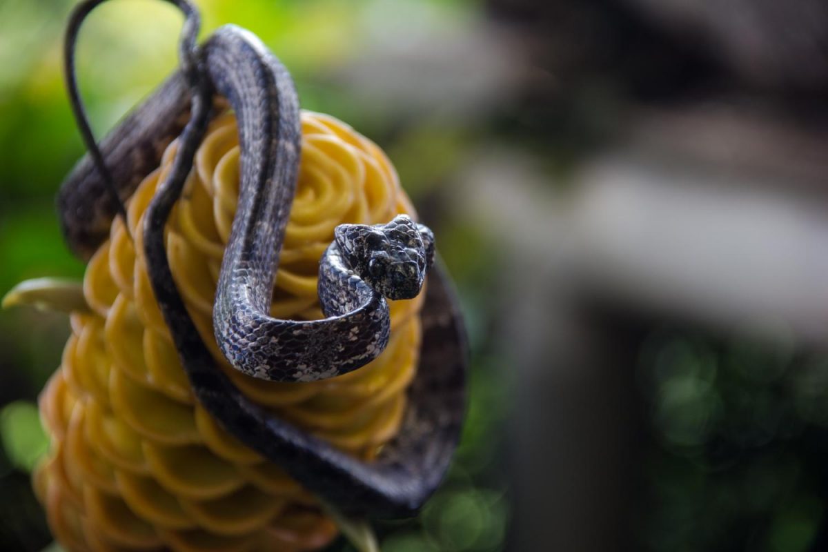 A snake wraps itself around a tropical plant in Costa Rica. Wyatt took this photo on a hike through the rainforest.