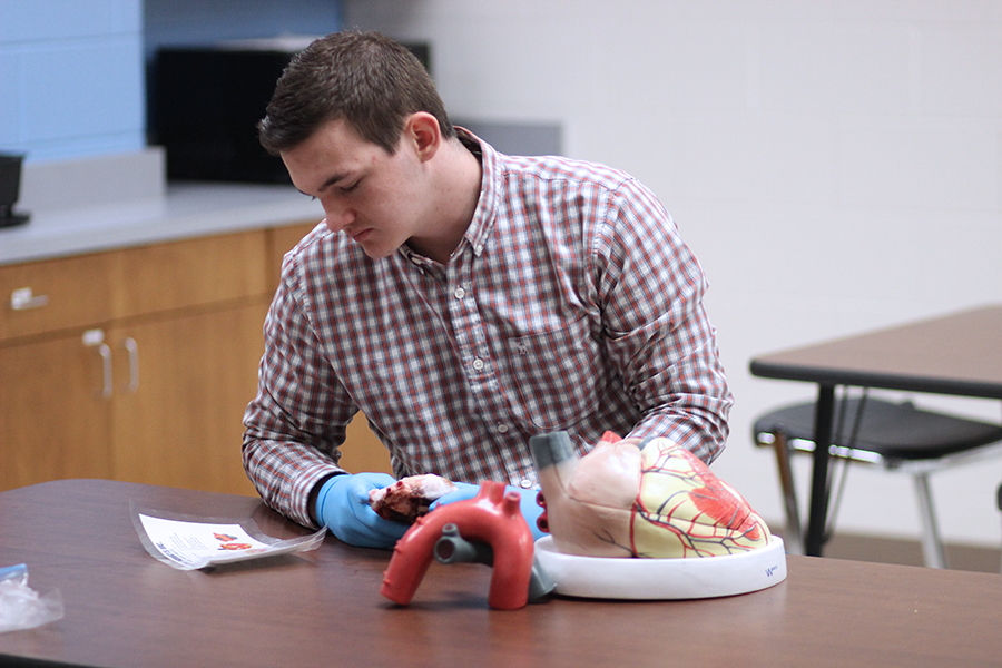 Senior Jace Tomplait studies and compares a diagram to an actual pig heart. He participated in the heart dissection as a junior while studying cardiovascular systems.