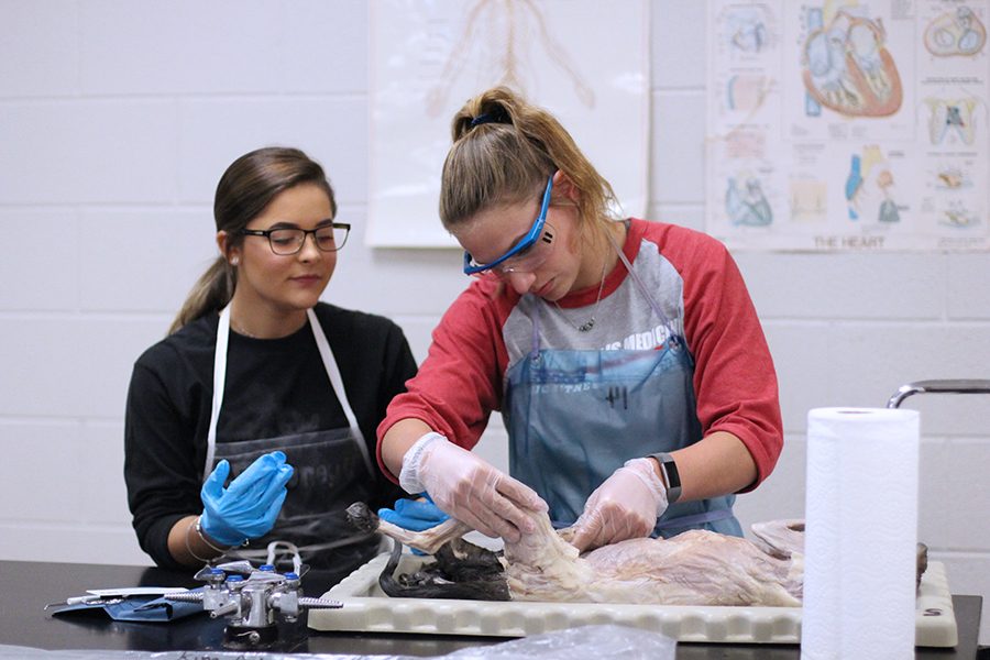 Crista Hudspeth on the left and Kimberly Aubuchon on the right analyze their cats organs after partially dissecting it. They continued it after this careful examination. 