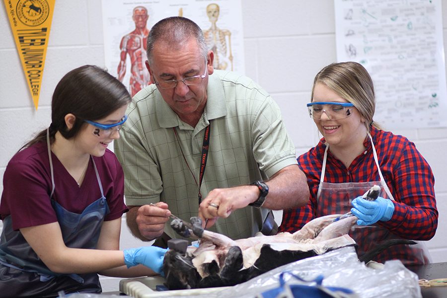 Teacher+Robert+Klein+assists+Cassie+Bennett+on+the+left+and+Stephanie+Gray+on+the+right+with+their+cat+dissection.+The+students+then+used+the+demonstration+to+perform+part+of+the+dissection+themselves.