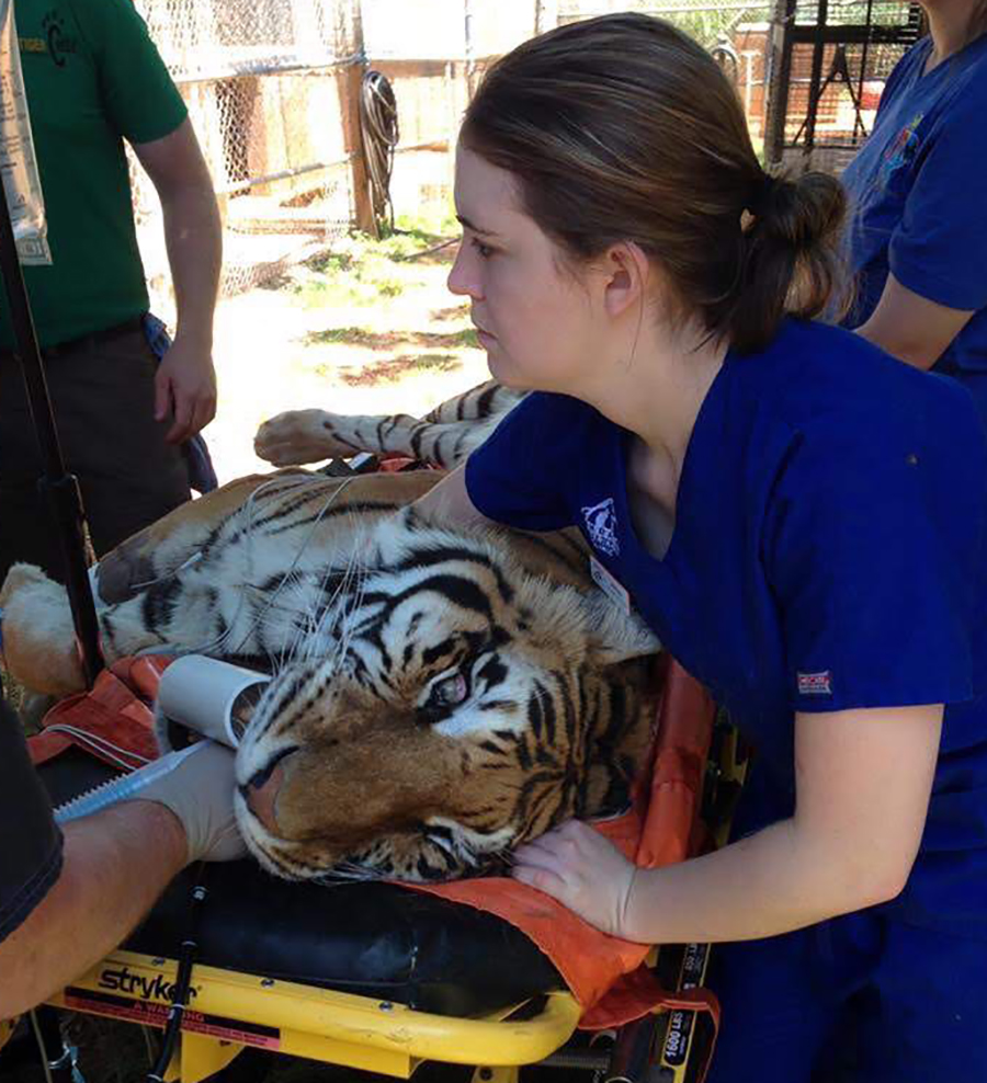Morrow cares for a sick tiger. She previously worked as a veterinarian technician. 
