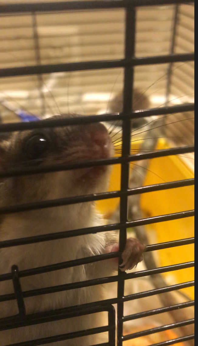 Ping runs around his cage as he searches for walnuts.  He came out his sleeping pouch to say hello.