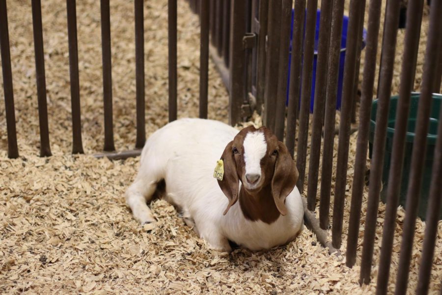 FFA goat waits for an FFA member to prepare it to show. This is one of the many animals taken care of by members of the FFA program. 