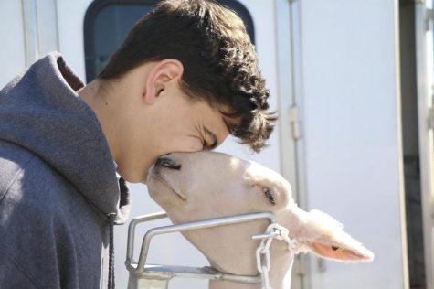 Junior Easton Rushing prepares his sheep for show.