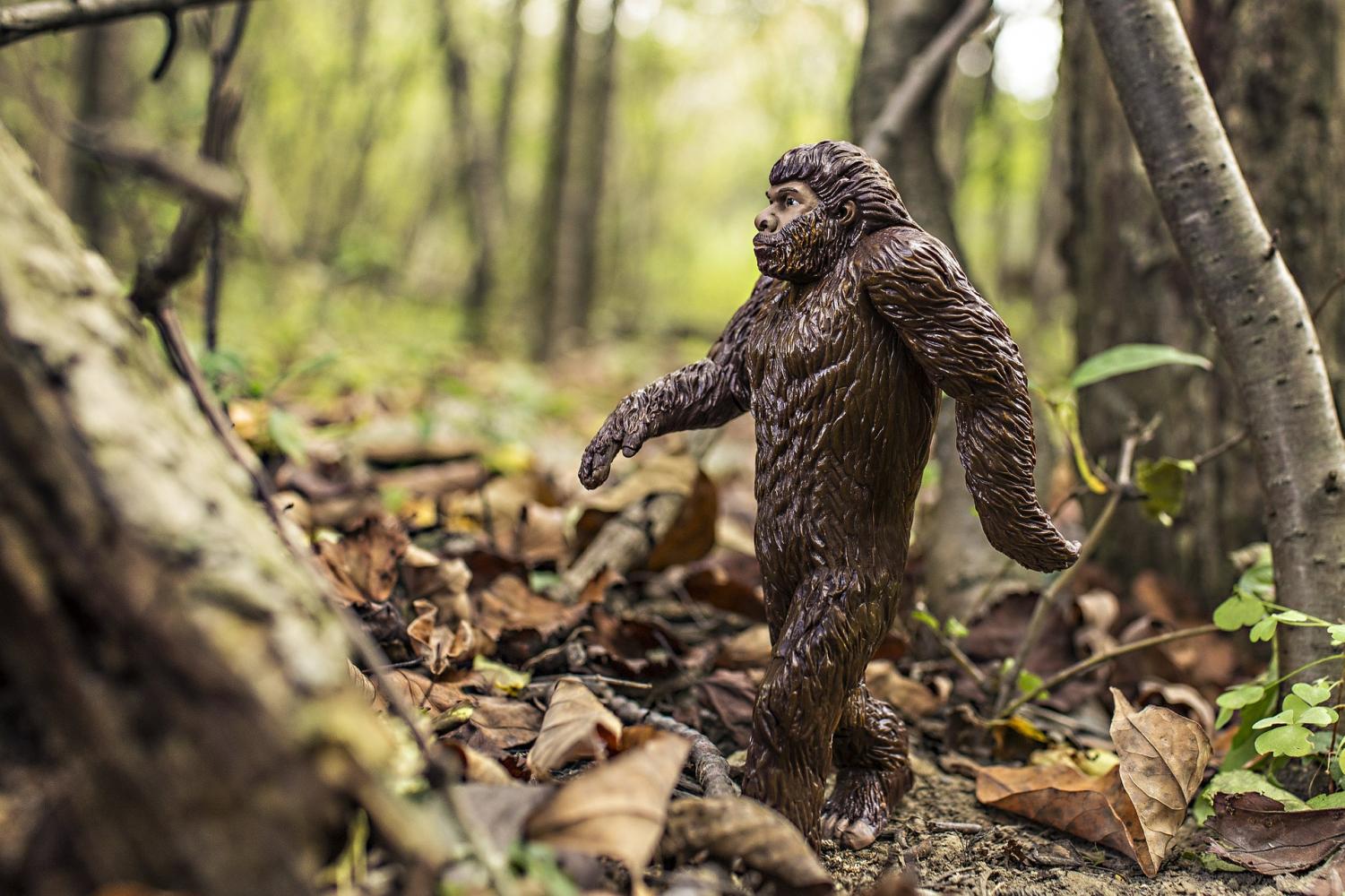 After the incident Bigfoot has become a running gag in the Phillips family. The BFRO continues to investigate the area where it happened.