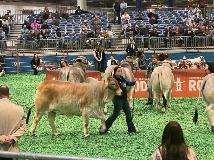 Students+show+off+their+cows+at+the+Houston+livestock+show.