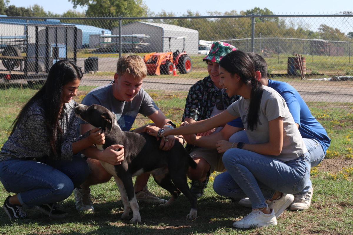 Internship class visits dogs at local shelter. Senior Dylan Coultas had previously interned at shelter under City Hall. 